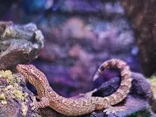 Gecko reptiles MOURNING GECKOS - Advert 1