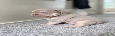 French Bulldog 2