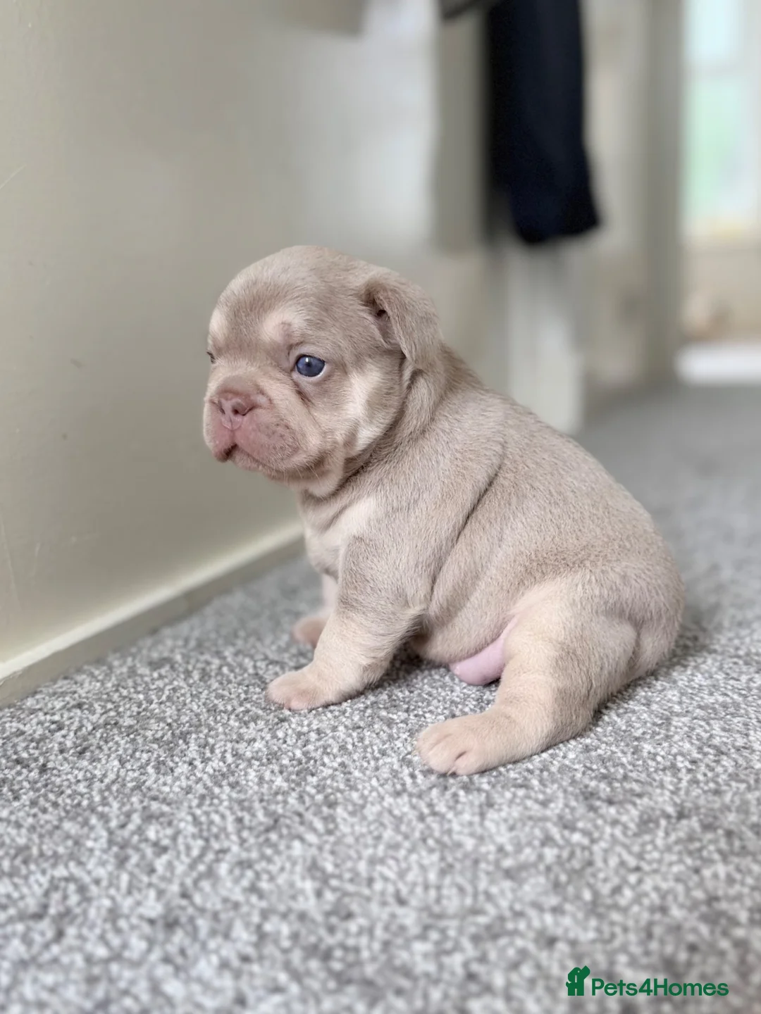 French Bulldog dogs for sale: RARE FLUFFY FRENCHIE PUPPIES!! - Advert 20
