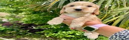 Cocker Spaniel dogs for sale: ***BEAUTIFUL KC REG SHOW COCKER SPANIEL PUPS*** in Liskeard - Advert 2