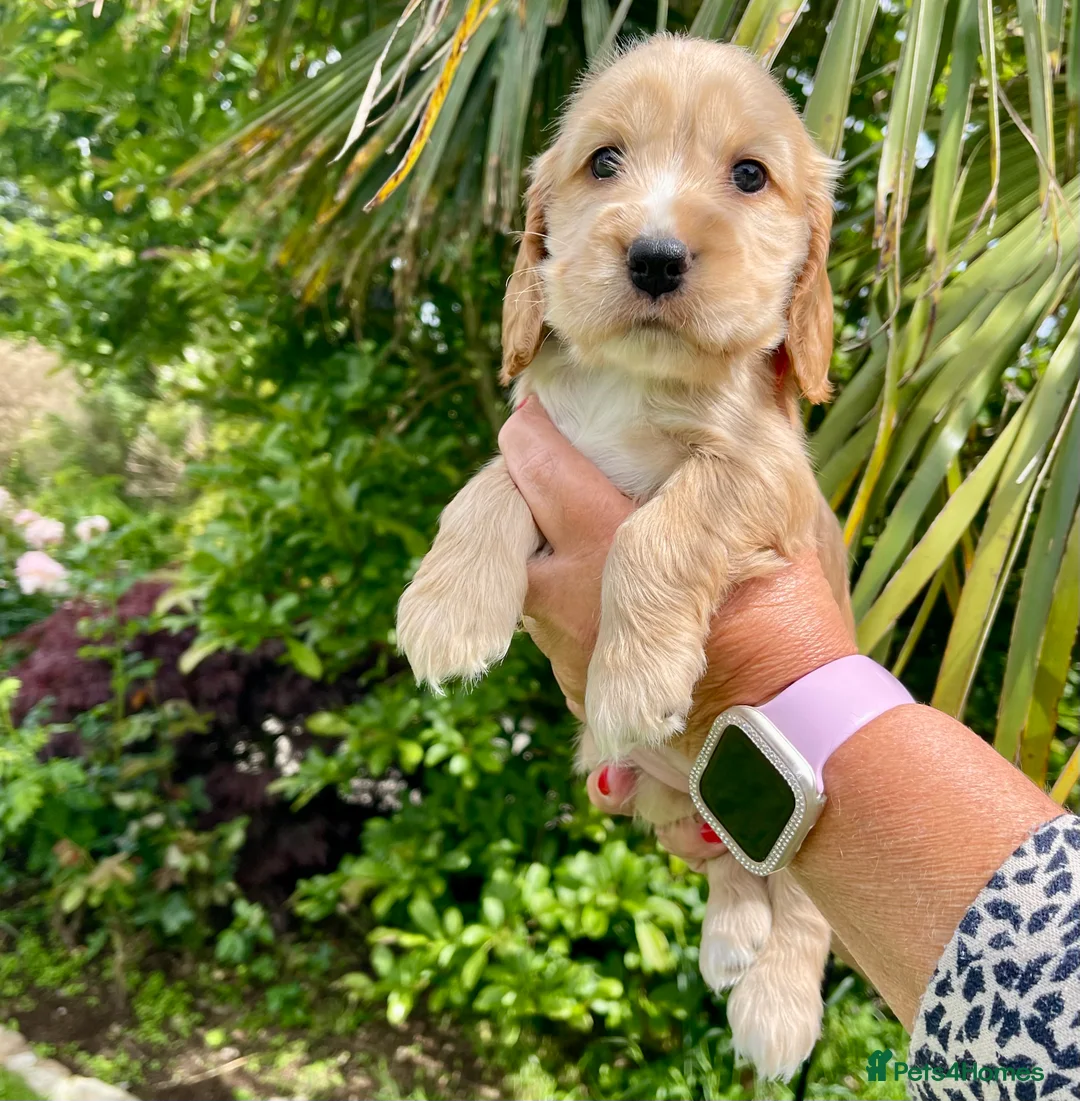 Cocker Spaniel dogs for sale: ***BEAUTIFUL KC REG SHOW COCKER SPANIEL PUPS*** in Liskeard - Advert 2