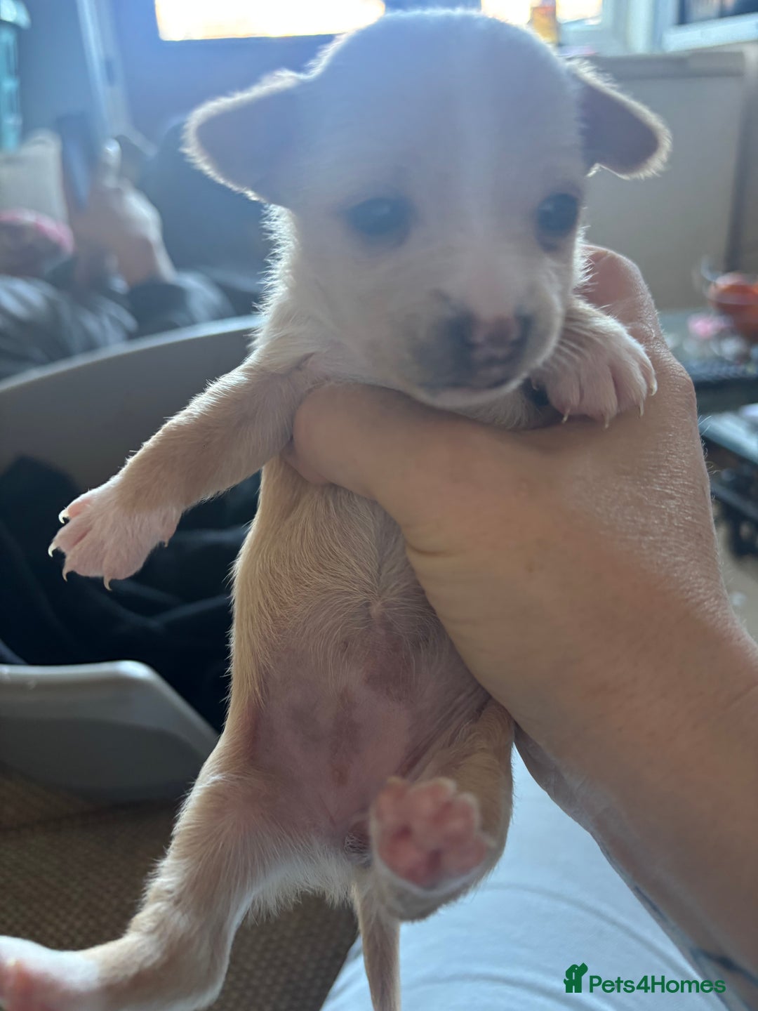 Jack Russell dogs for sale: Jack Russell puppies for sale - Image 6