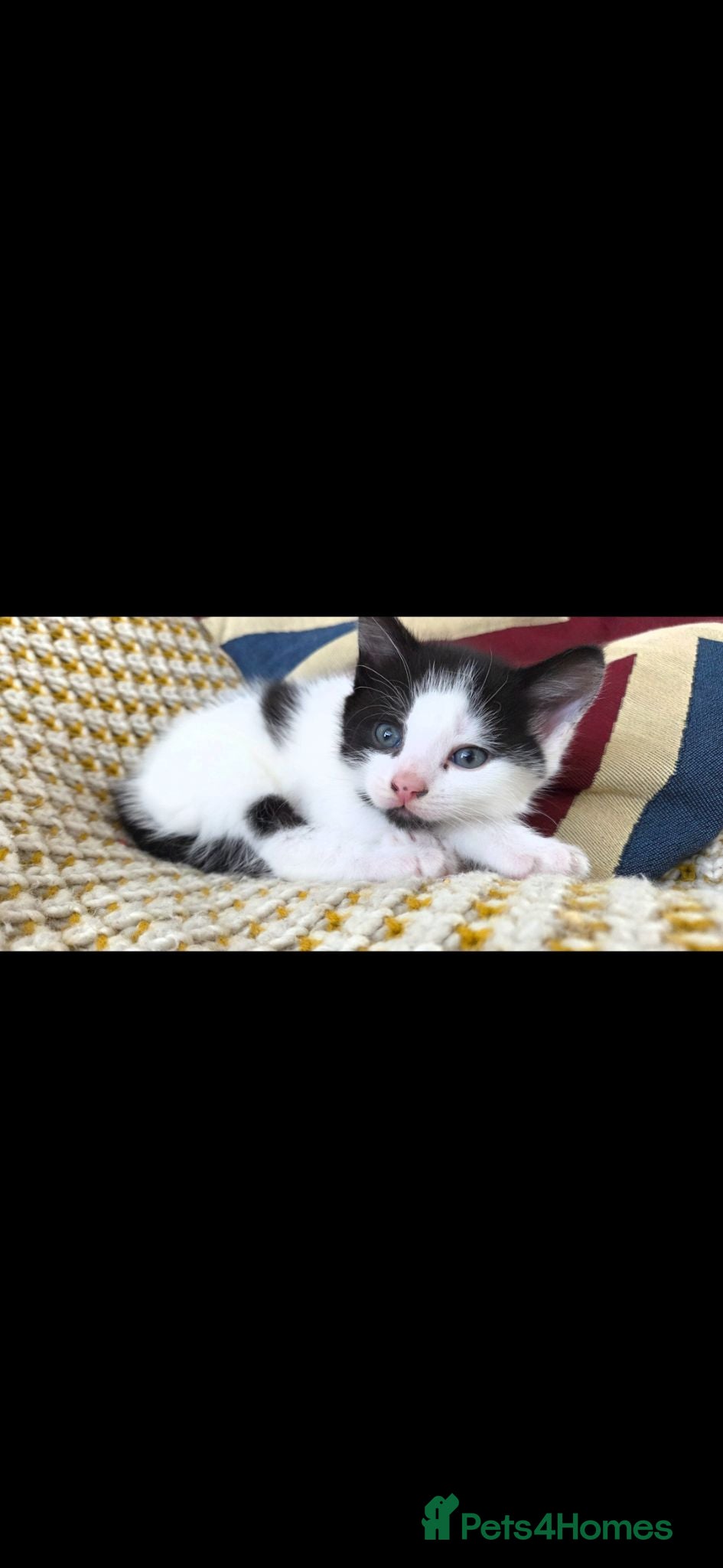 Mixed Breed cats Black and White Boy Kitten  - Advert 20