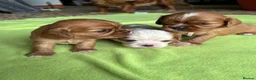 Cavalier King Charles Spaniel dogs for sale: King Charles Cavalier Puppies in Clitheroe - Advert 2
