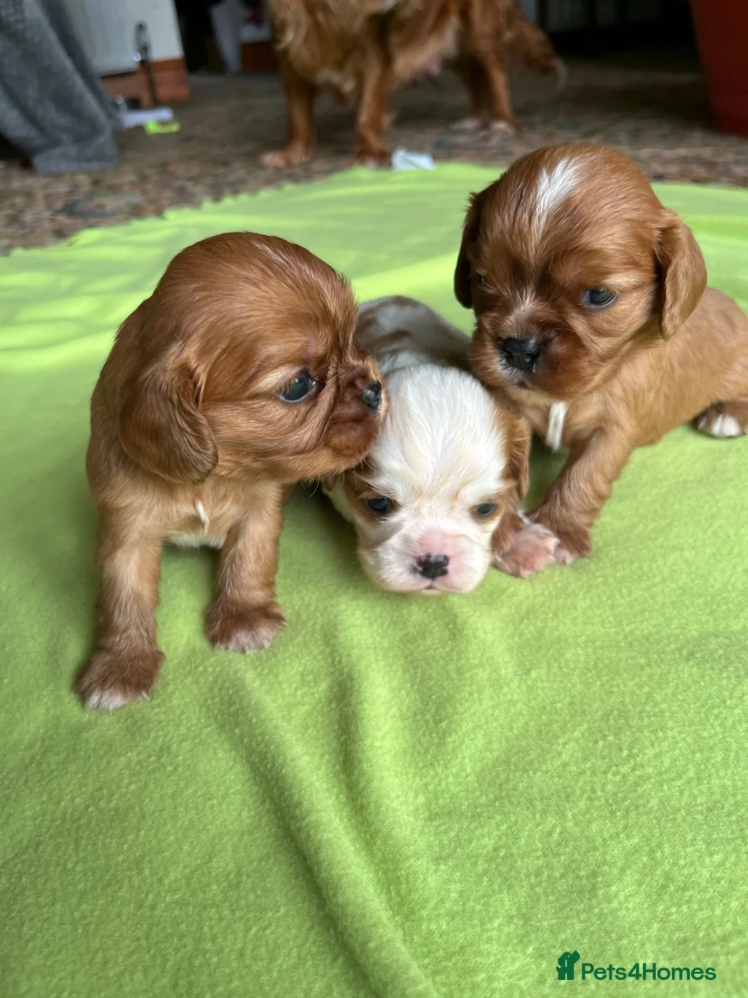 Cavalier King Charles Spaniel dogs for sale: King Charles Cavalier Puppies in Clitheroe - Advert 2