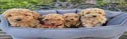 Maltipoo dogs for sale: Beautiful Maltipoo Puppies –2 Boys & 2 Girls - Advert 32