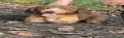 Bocker dogs for sale: Stunning bocker female  - Advert 4