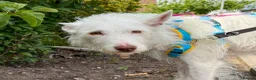 Ibizan Hound dogs for adoption: Babu - Stunning Spanish Podenco  - Advert 5