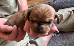 Dachshund dogs for sale: Short backed wire-haired dachshunds - Image 3