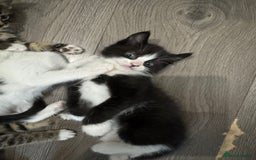 Mixed Breed cats for sale: Beautiful kittens for sale  - Image 6
