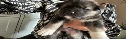 Akita dogs for sale: Akita puppy’s  - Advert 20