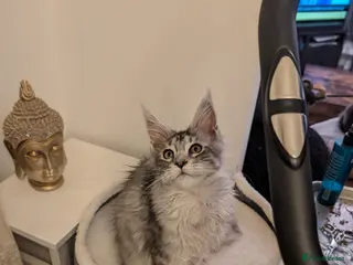 Maine Coon cats Mainecoon kittens - Advert 4