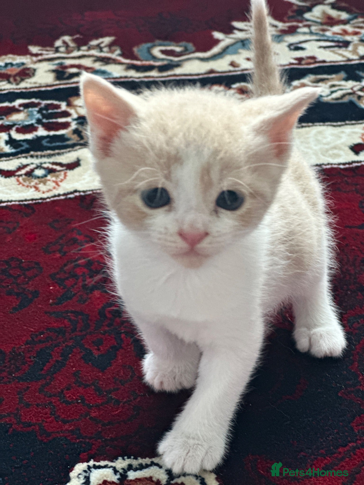 Turkish Angora cats Cats for sale - Advert 11
