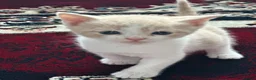 Turkish Angora cats for sale: Cats for sale in Derby - Advert 1