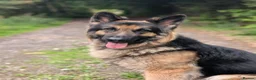 German Shepherd dogs for stud: Our beautiful German Shepard available to stud.  in Richmond - Advert 8