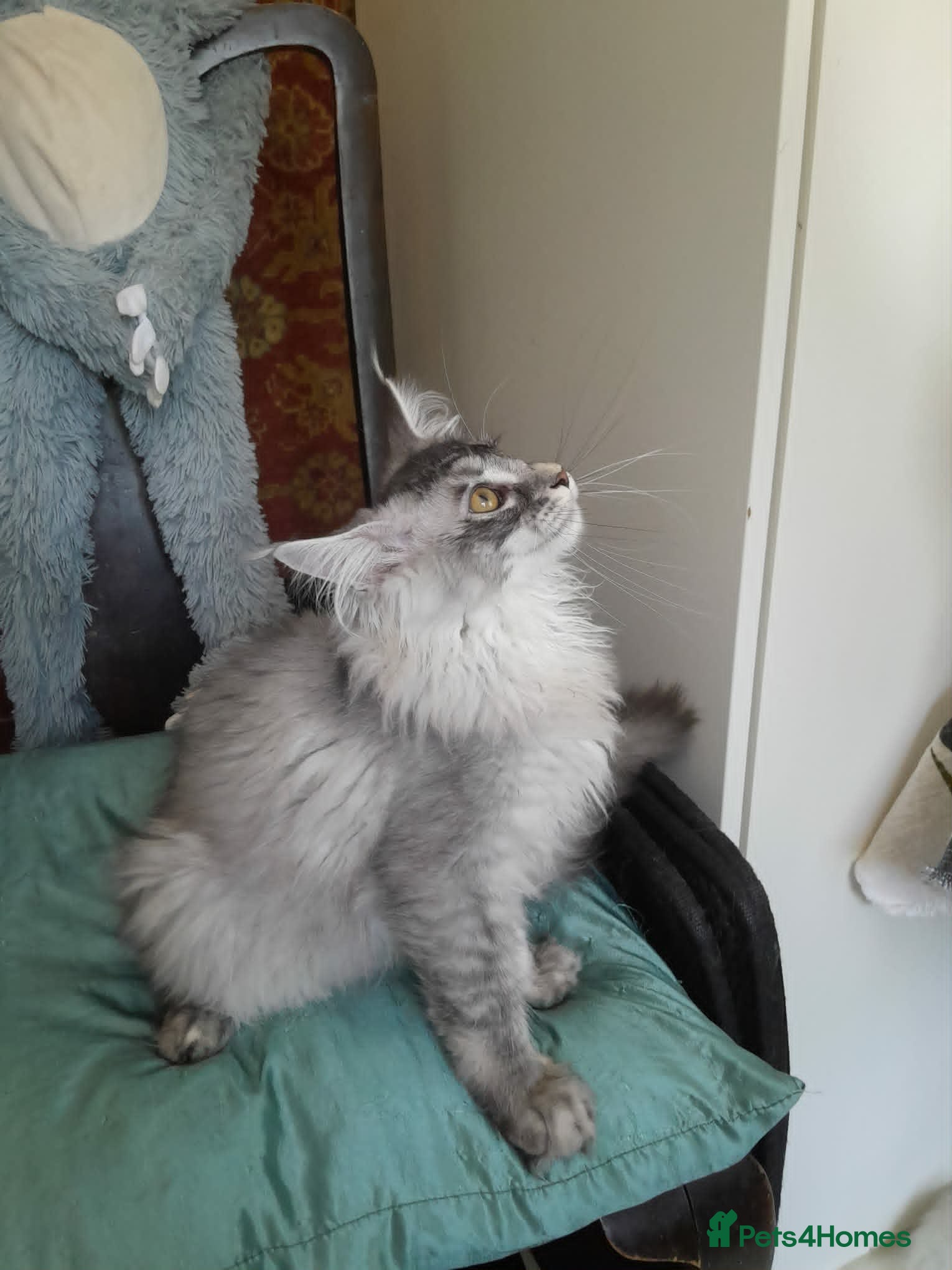 Maine Coon cats black smoke/polydactyl maine coonTICA kittens - Advert 2