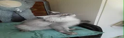 Maine Coon cats for sale: black smoke/polydactyl maine coonTICA kittens - Advert 8