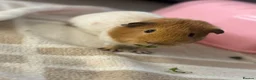 Guinea Pig rodents for sale: MALE older  guinea pig “biscuit”  in Birmingham - Advert 4