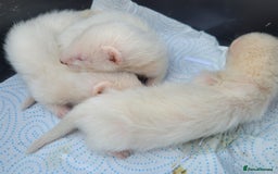 Ferret rodents for sale: Albino ferrets  - Image 3