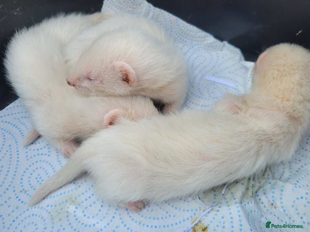 Ferret rodents for sale: Albino ferrets  - Image 3