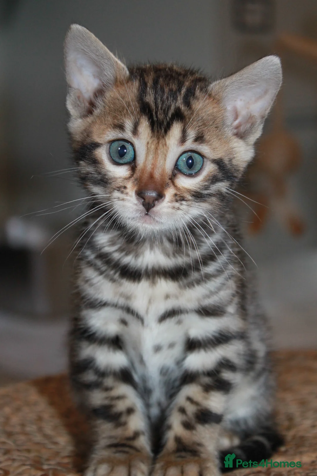 Bengal cats for sale: Last Boy Left! Brown Rosette Bengal Kitten! - Advert 2