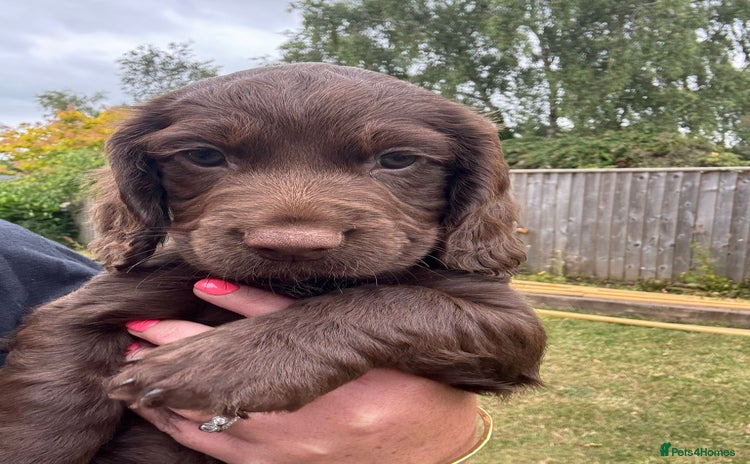 Cocker Spaniel dogs - Advert 4