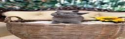 British Shorthair cats for sale: 🩵Fluffy British Shorthair🩵BOY - Advert 7