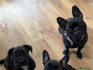 Mixed Breed dogs Follie (French bulldog / border collie) pups 4sale - Advert 14