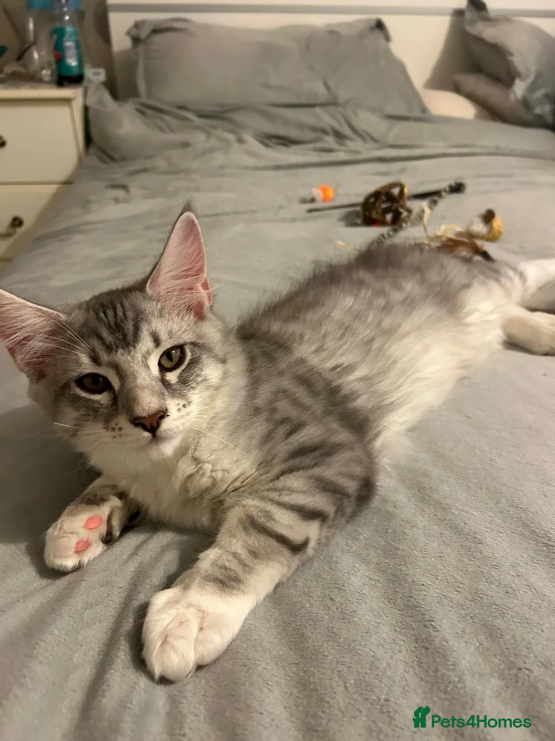 Maine Coon cats for sale: Last male TICA Pedigree Maine Coon Kitten - Advert 15