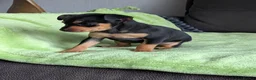 Mixed Breed dogs for sale: Miniature Pinscher x Russian Toy Terrier Puppies - Advert 7