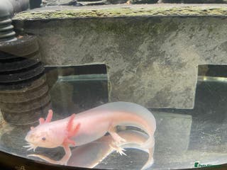 Other/Mixed Breed fish Axolotl - Advert 17