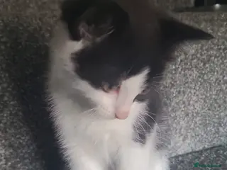 Mixed Breed cats 2 female Gorgeous kittens for sale! - Advert 22