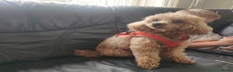 Toy Poodle dogs for sale: affectionate Toy poodle girl - Advert 5