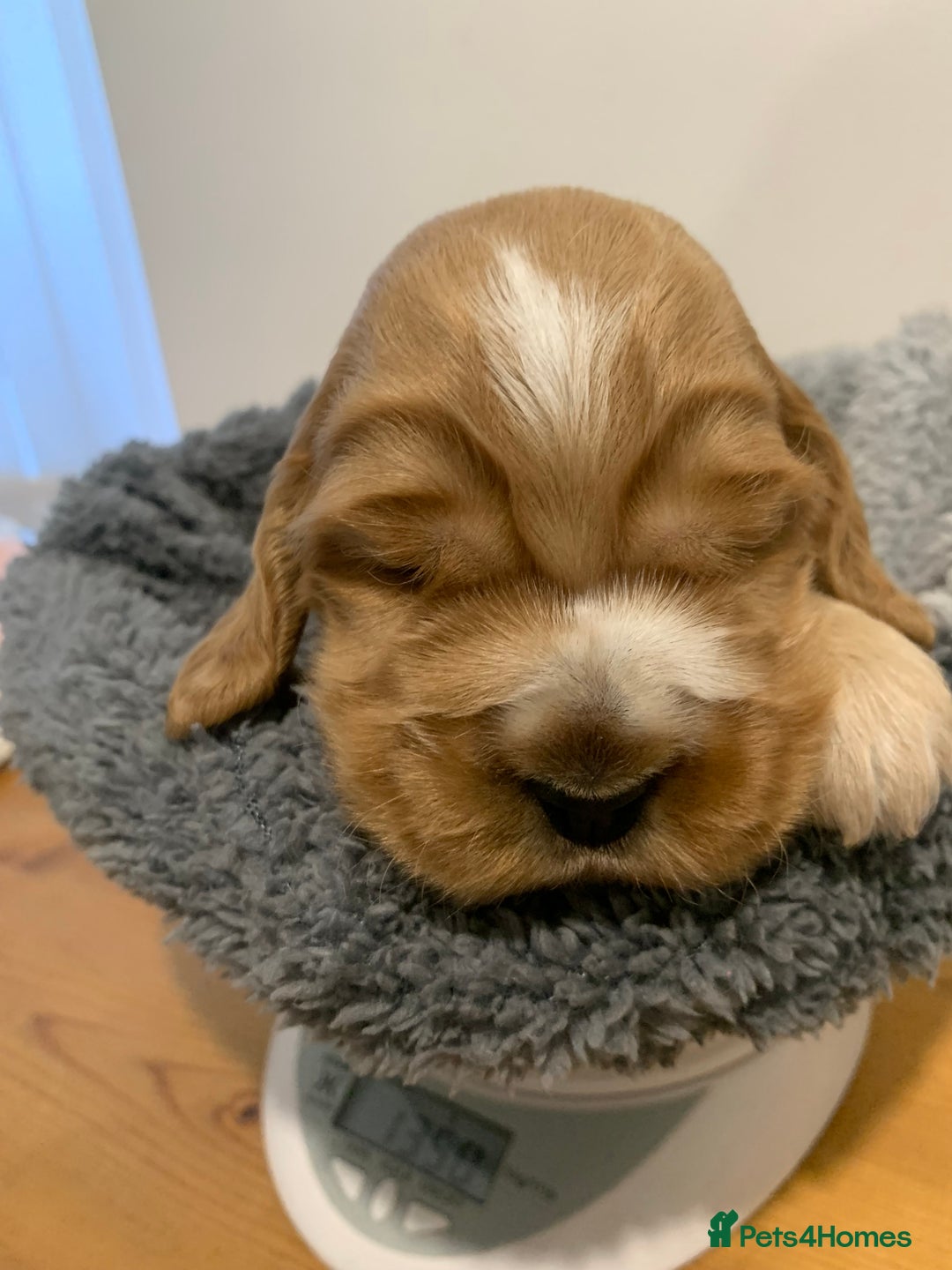 Cocker Spaniel dogs for sale: KC Registered Quality Show Type Cocker Puppies   - Image 1