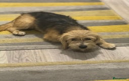 Yorkshire Terrier dogs for adoption: Sweet Daisy looking for LOVE  - Image 22