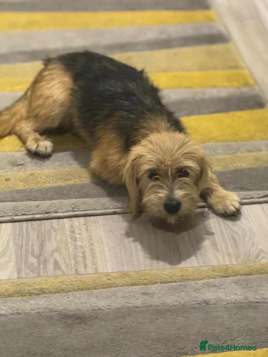 Yorkshire Terrier dogs for adoption: Sweet Daisy looking for LOVE  - Image 22