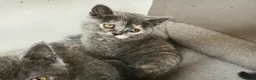 British Shorthair cats for sale: Stunning Rare Colours British Shorthair Kittens - Advert 15