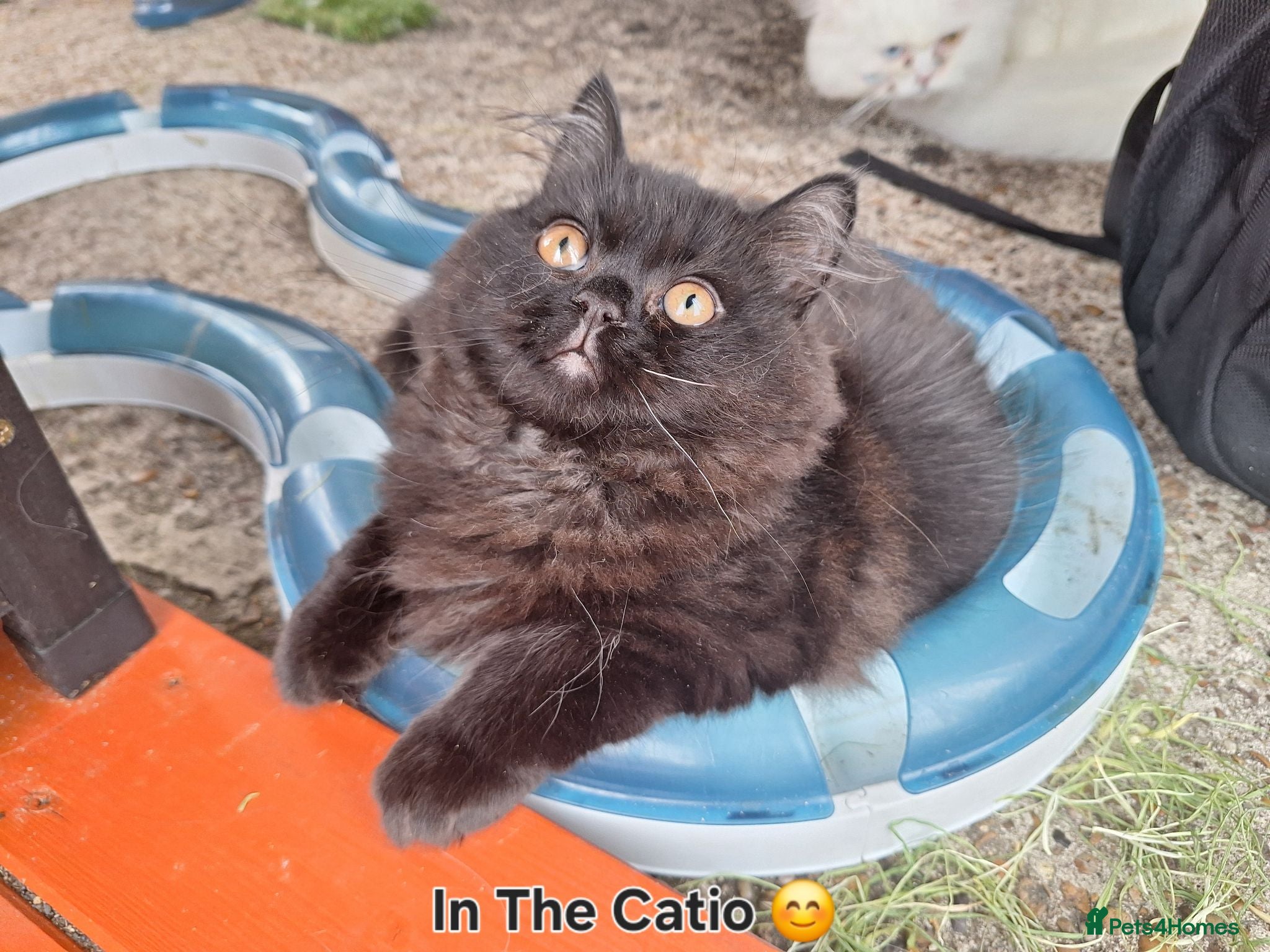 Mixed Breed cats Adorable Female Persian x Ragdoll Kitten ❤️ - Advert 1