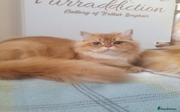 British Longhair cats for sale: Last Cinnamon Golden Shaded Kitten  - Image 6