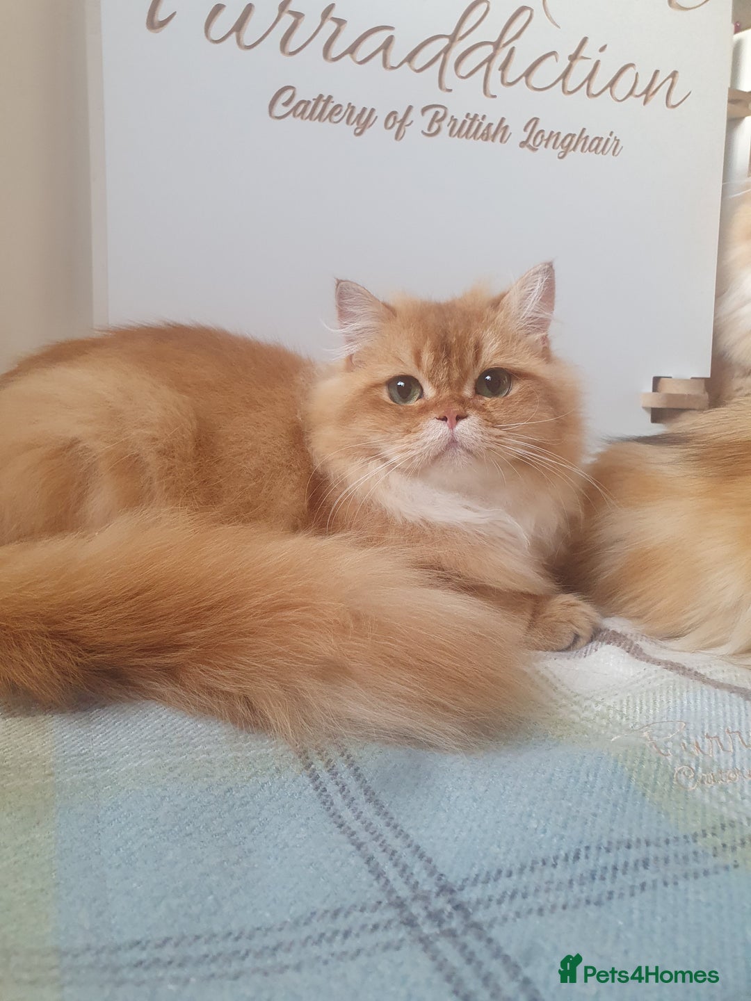 British Longhair cats for sale: Last Cinnamon Golden Shaded Kitten  - Image 6