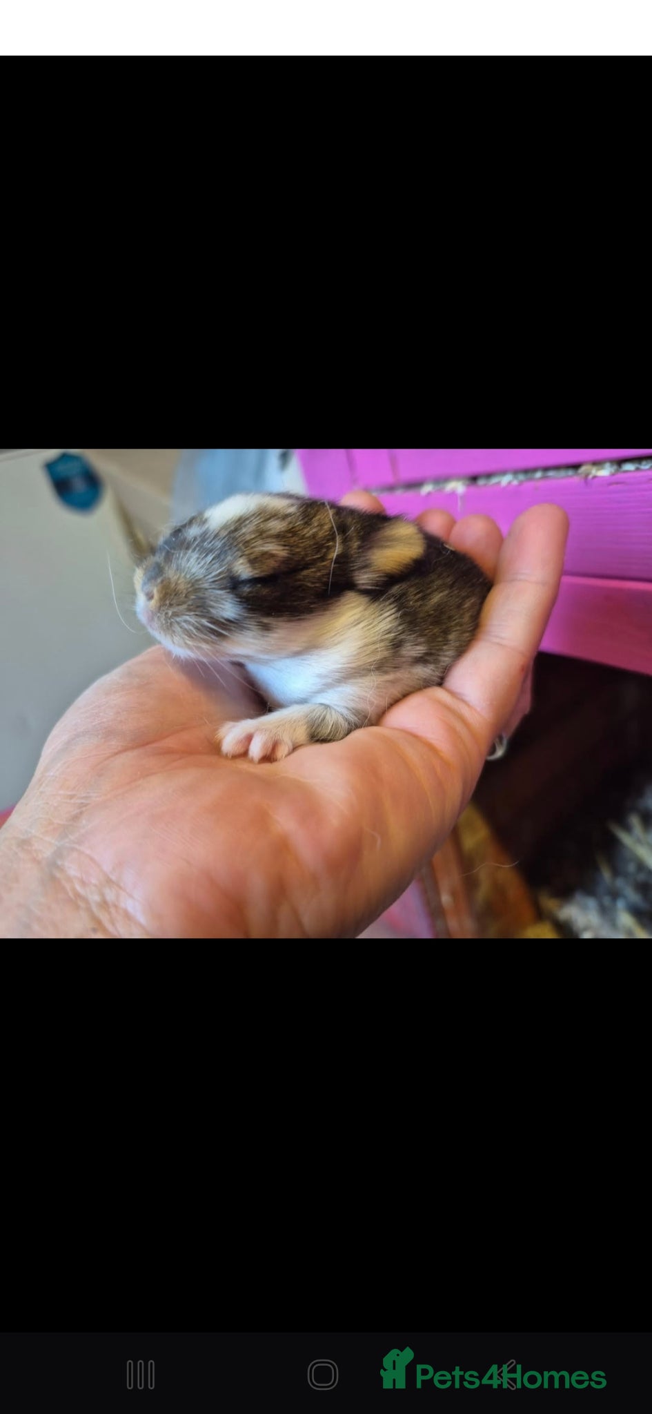 Netherland Dwarf rabbits for sale: Netherland dwarfs dwarf lops mini lops - Advert 2
