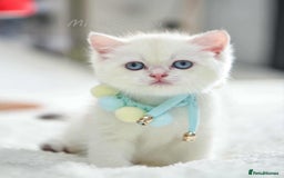 British Shorthair cats for sale: British shorthair Pedigree Neutered  - Image 17
