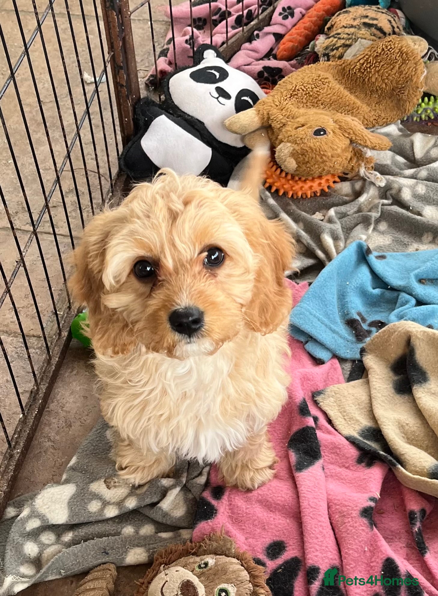 Cavapoochon dogs Cavapoochon puppies  - Advert 2