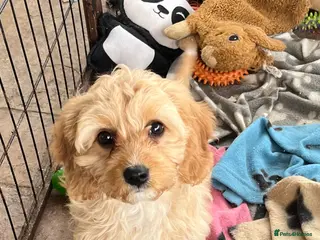 Cavapoochon dogs Cavapoochon puppies - Advert 2