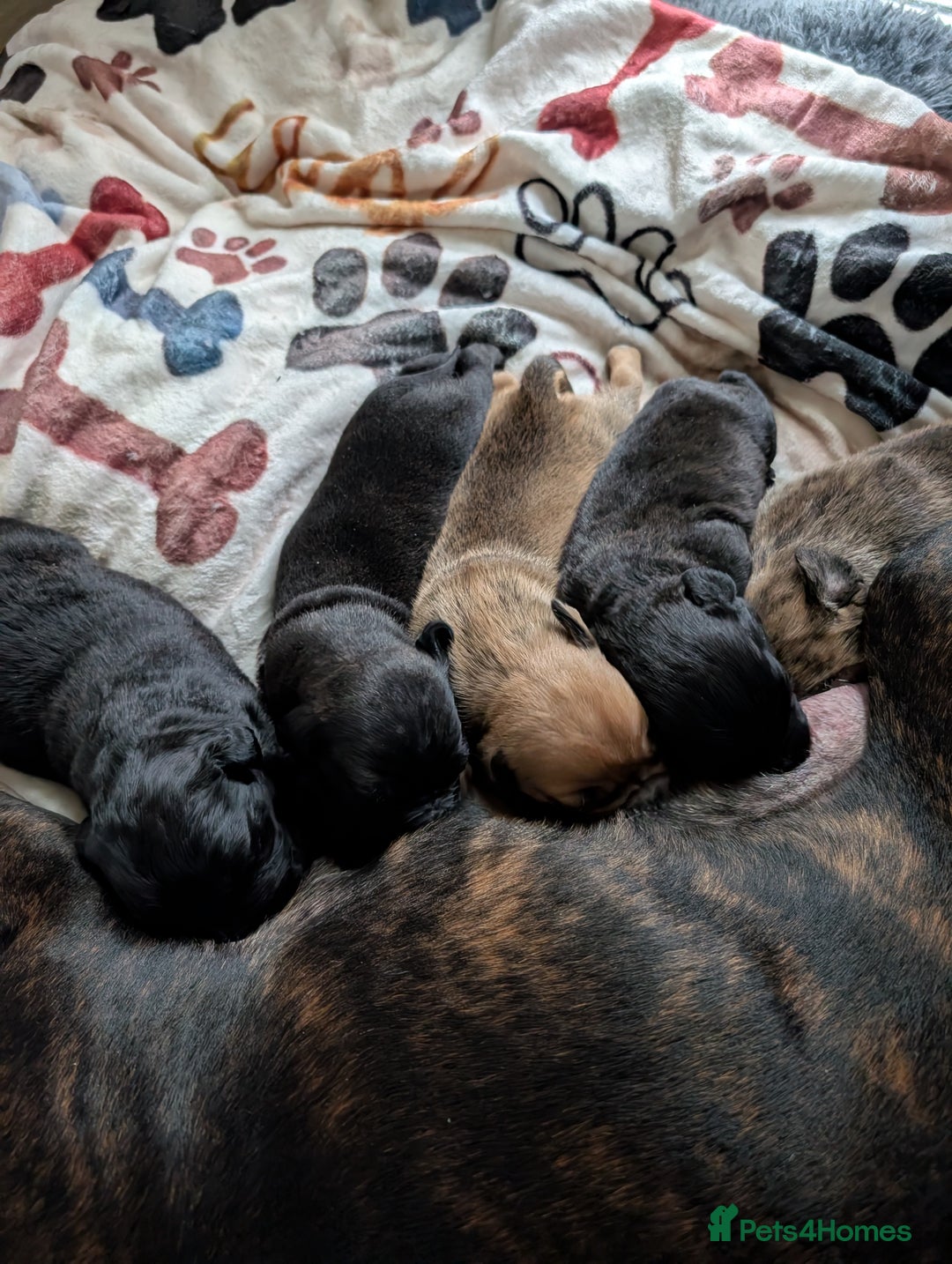 Mixed Breed dogs for sale: Staff cross pups - Image 12