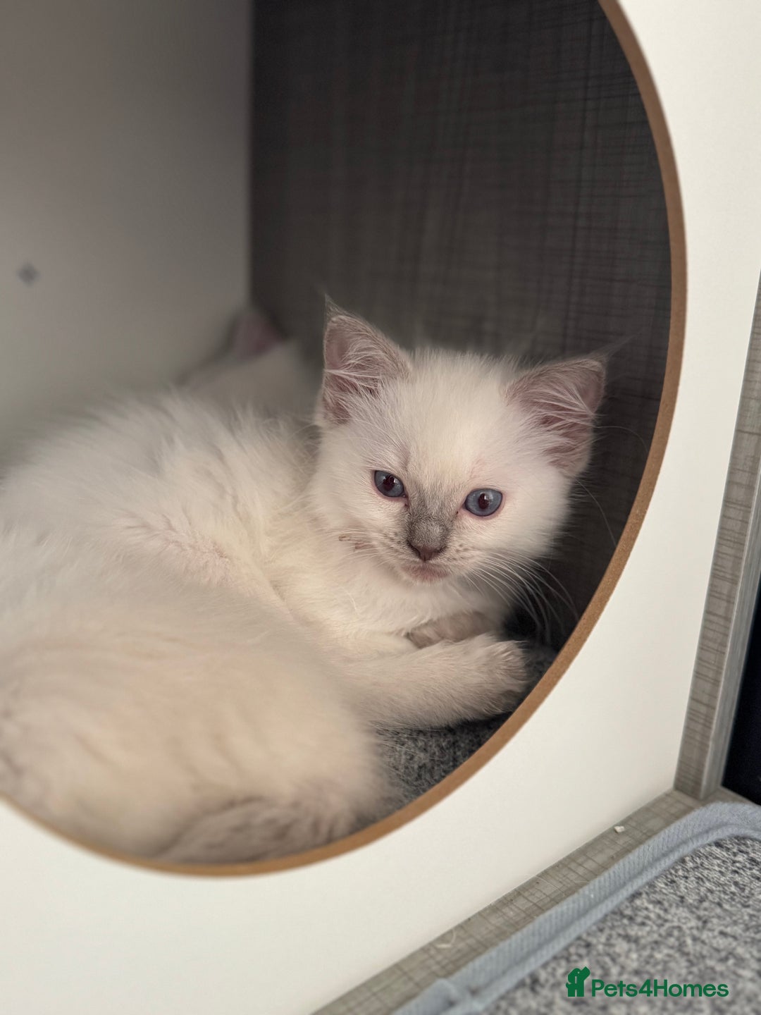 Ragdoll cats for sale: GCCF Lilac Ragdoll Kitten 1 remaining - Reduced in Bishop Auckland - Image 14