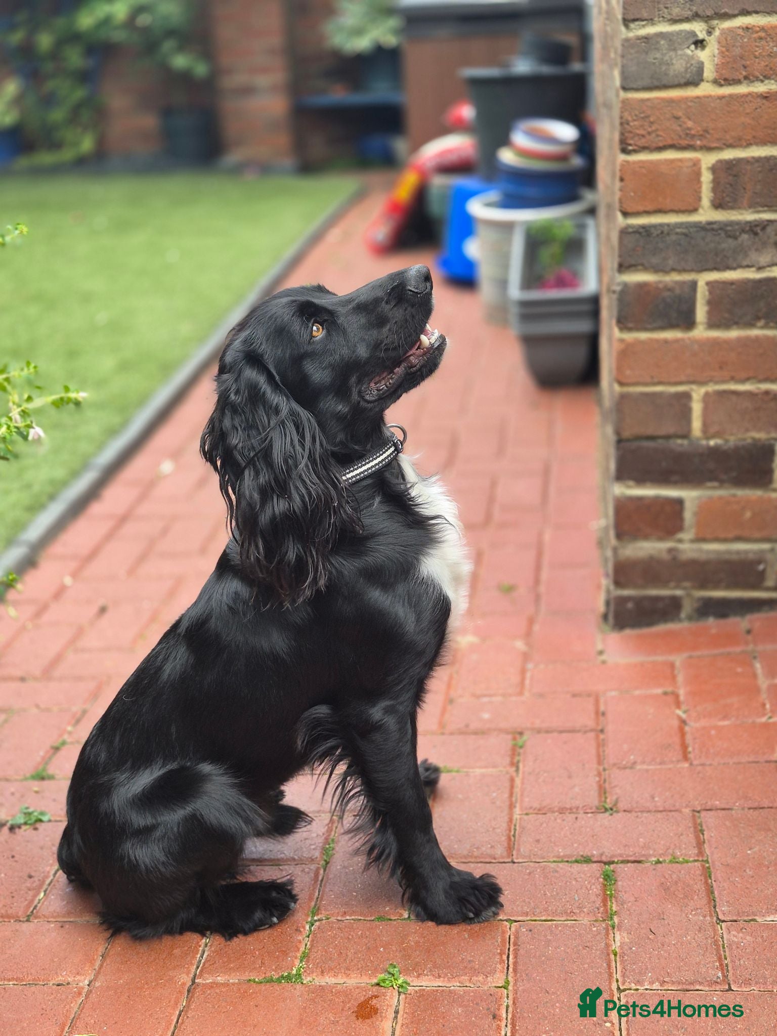Cocker Spaniel dogs Working Cocker Spanial - Advert 2