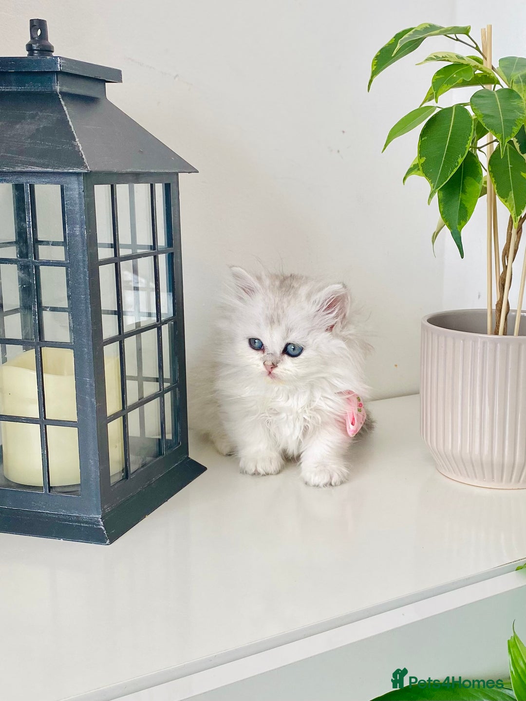 British Longhair cats for sale: British longhair and shorthair  - Image 5