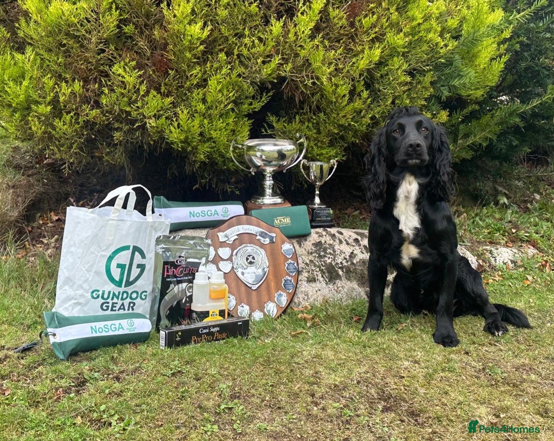 Cocker Spaniel dogs for sale: Exceptional Working Cocker Spaniel Pups - Advert 6