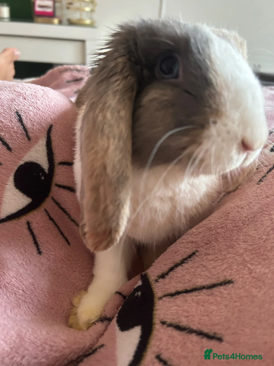 Mini Lop rabbits for sale: Beautiful boy bunny and enclosure  in Nottingham - Advert 2